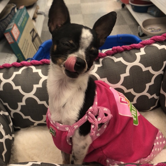 ISO DOG ITEMS - Picture 8 of 8